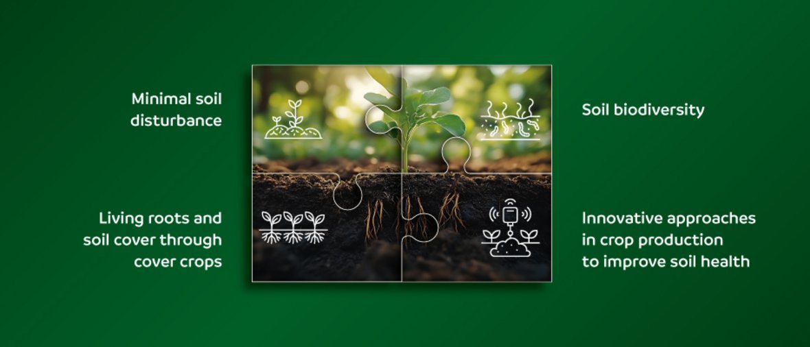 Illustration with four topics: Minimal soil intervention; Soil biodiversity; Living roots and permanent ground cover through catch crops; Innovative ways to improve soil health